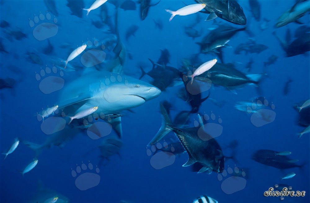 Requin taureau imposant entouré de maquereaux à grosse tête
