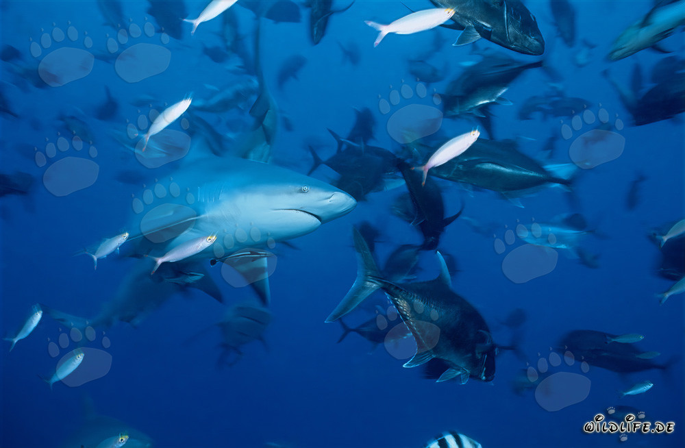 Imponente squalo toro circondato da sgombri testagrossa