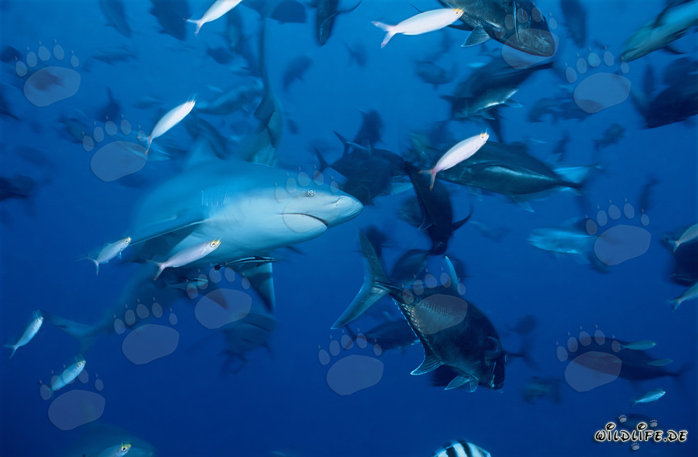 Impresionante tiburón toro rodeado de macarelas de cabeza grande