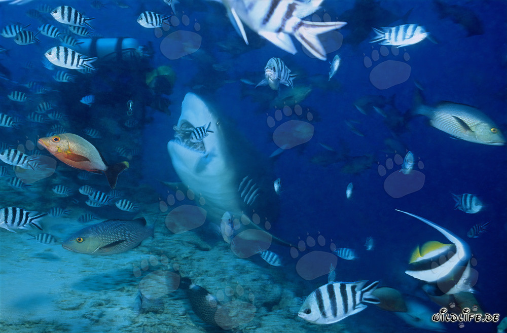 Impressive Bull Shark and fearless diver in the waters of Fiji