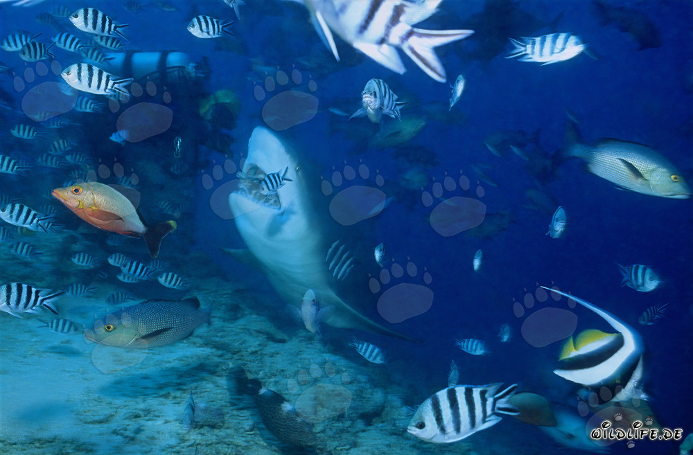 Requin taureau imposant et plongeur intrépide dans les eaux de Fidji