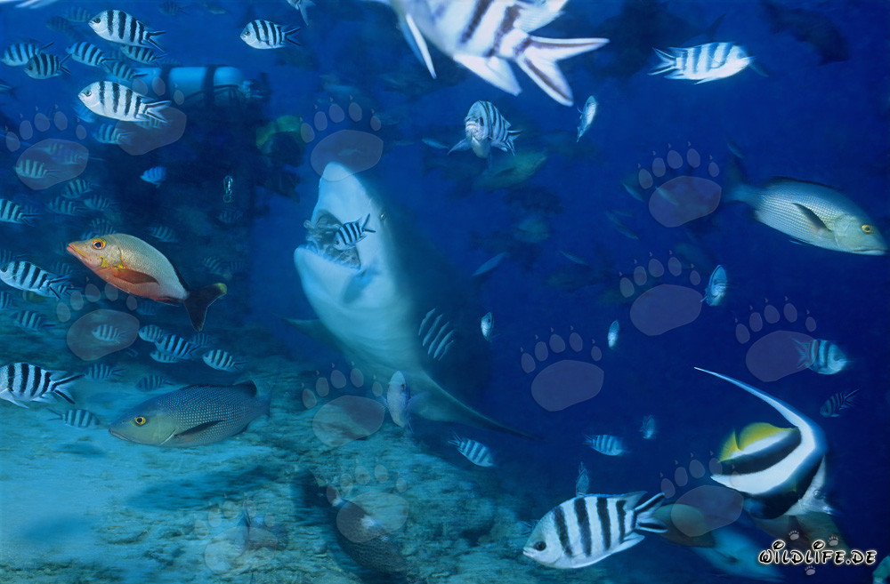 Maestoso squalo toro e coraggioso subacqueo nelle acque di Fiji