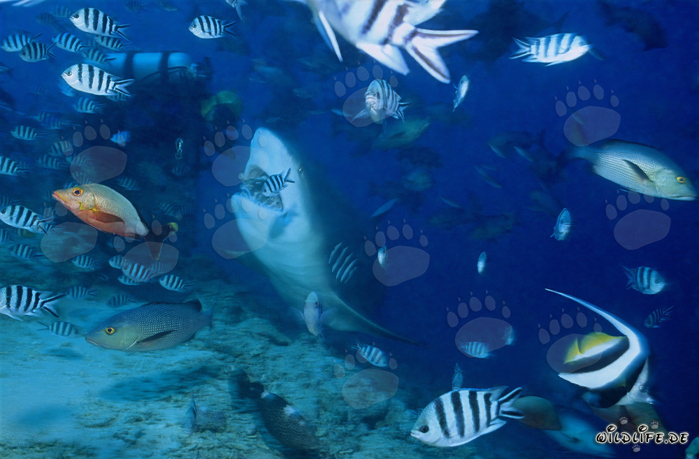 Impresionante tiburón toro y buzo intrépido en las aguas de Fiji