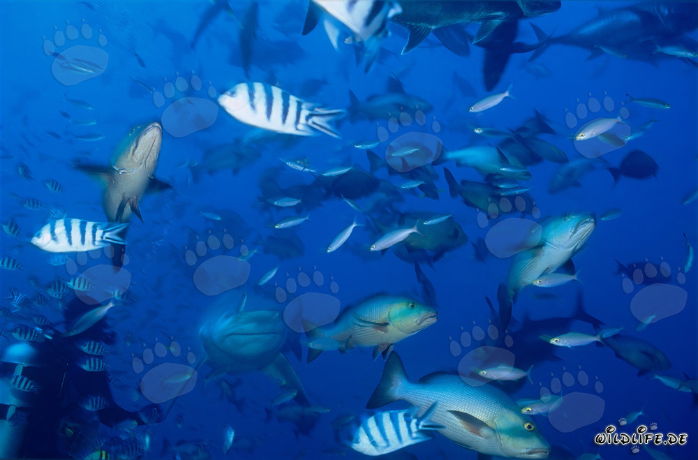 Imposanter Bullenhai und furchtloser Taucher in der Beqa Lagune, Fiji
