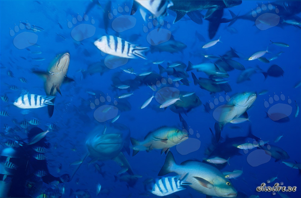 Grand requin taureau impressionnant et plongeur intrépide dans le lagon de Beqa, Fidji