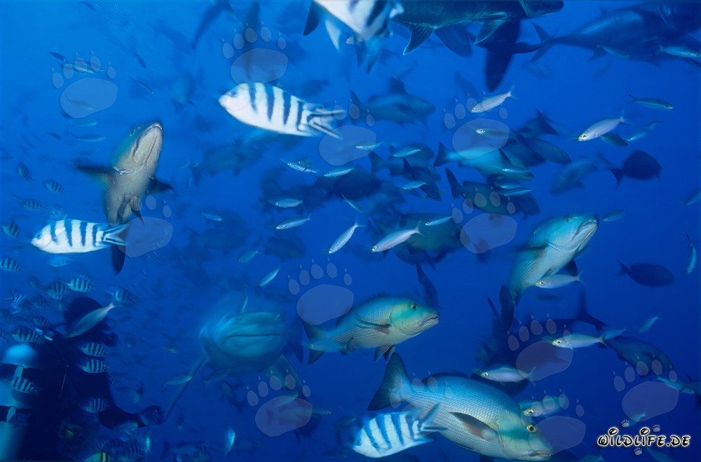 Imponente squalo toro e coraggioso subacqueo nella laguna di Beqa, Figi
