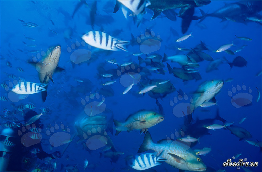 Impresionante tiburón toro y buzo intrépido en la laguna de Beqa, Fiji