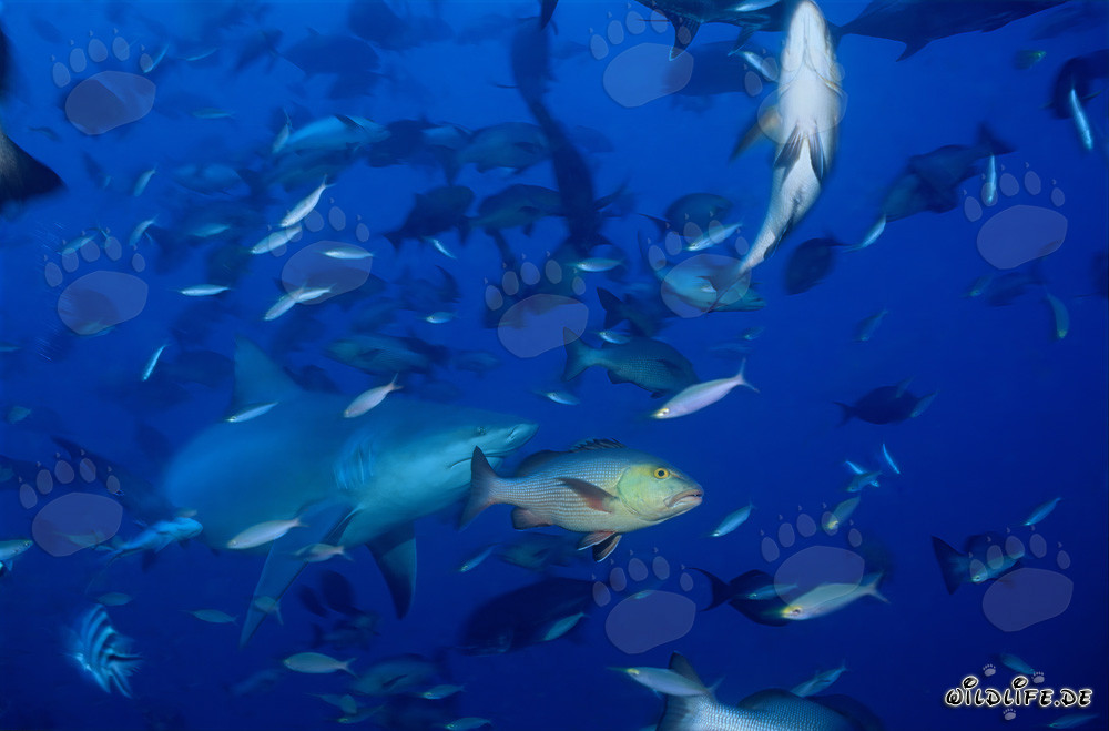 Impressive Bull Shark surrounded by numerous fish