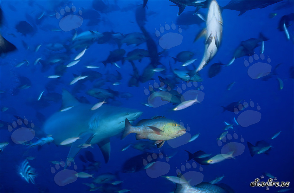 Imposanter Bullenhai umgeben von zahlreichen Fischen