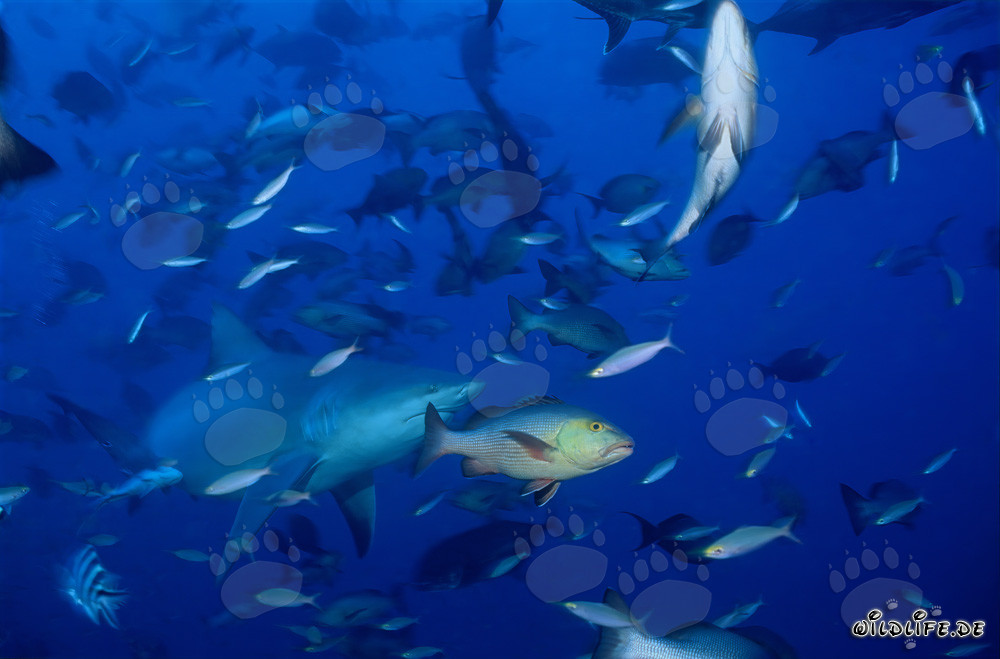 Requin taureau imposant entouré de nombreux poissons