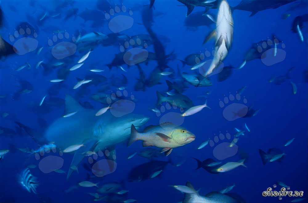 Impresionante tiburón toro rodeado de numerosos peces