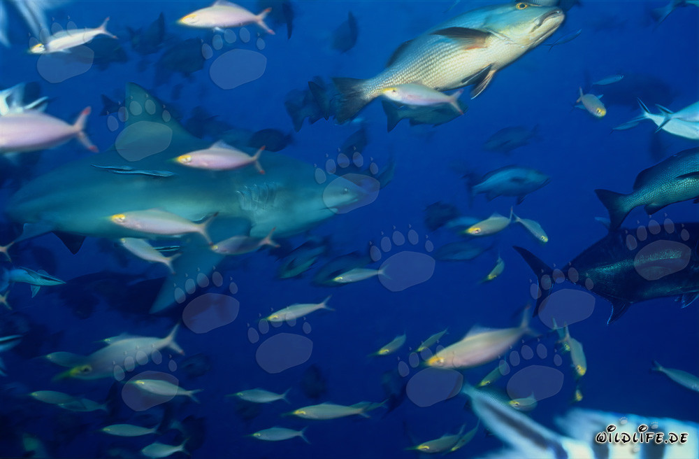 Bullenhai und Rifffische