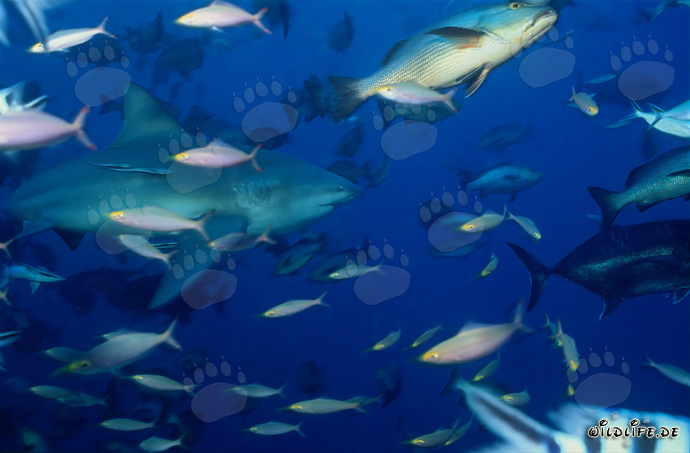 Requin bouledogue et poissons de récif