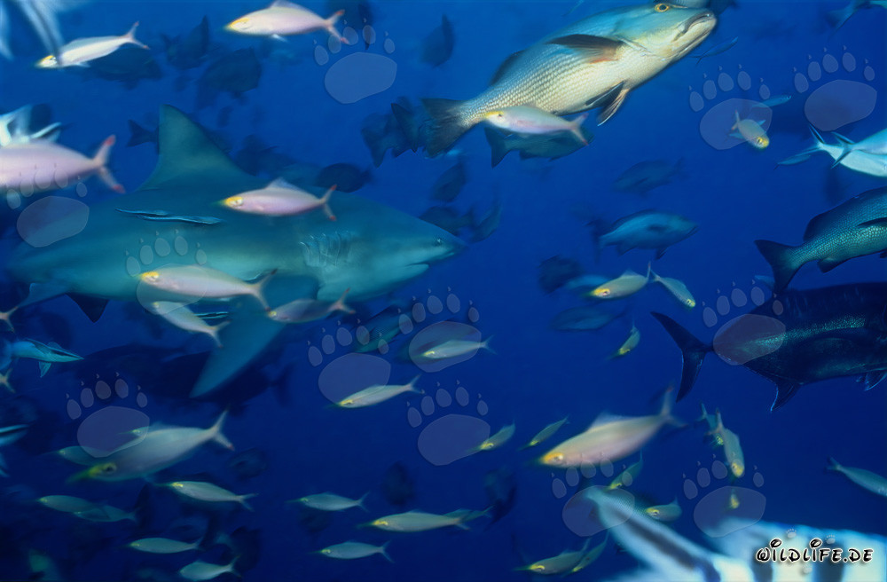 Tiburón toro y peces de arrecife