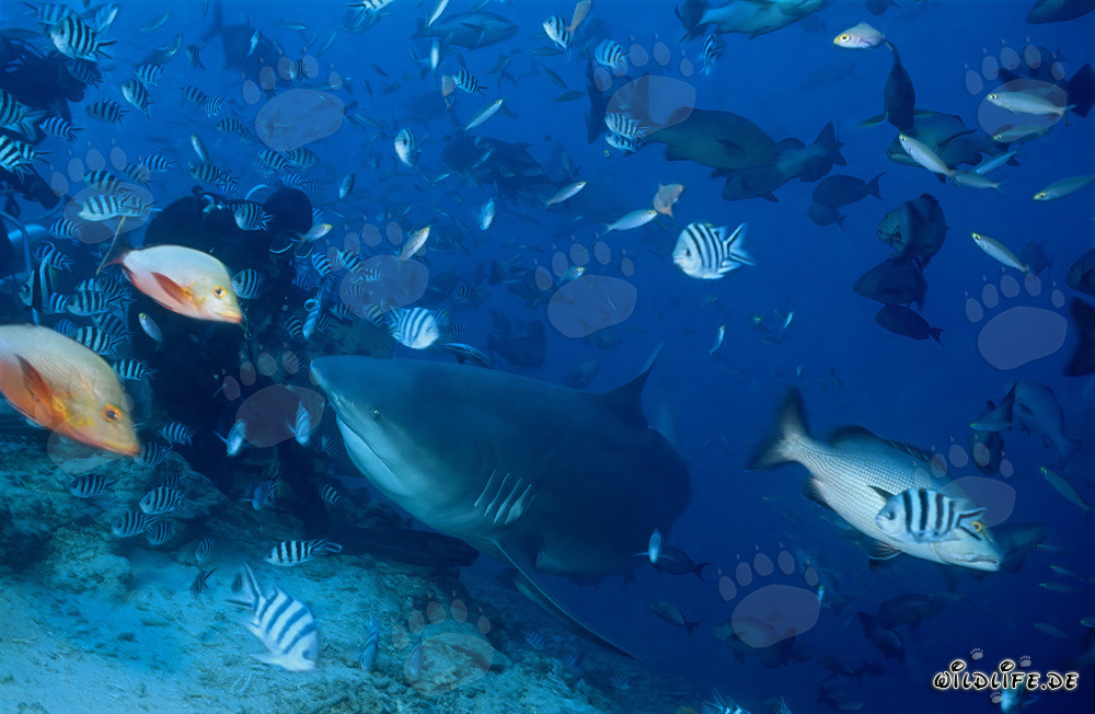 Faszinierender Bullenhai und mutiger Taucher in Beqa Lagoon, Fiji