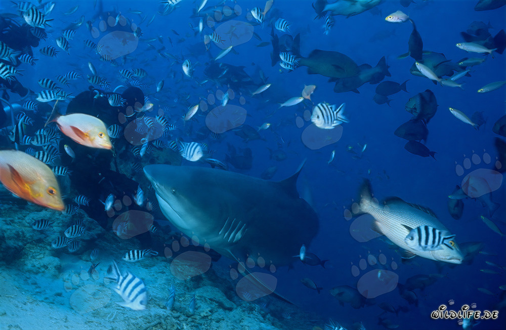 Affascinante squalo toro e coraggioso subacqueo nel lago Beqa, Figi