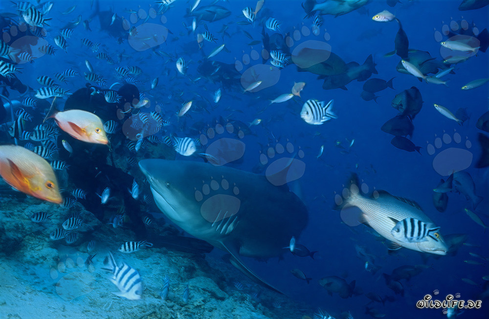 Fascinante tiburón toro y valiente buzo en el lago Beqa, Fiji