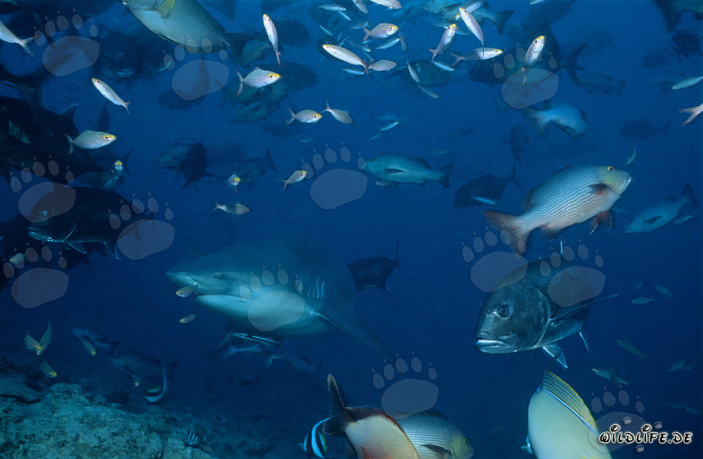 Bullenhai inmitten von Rifffischen