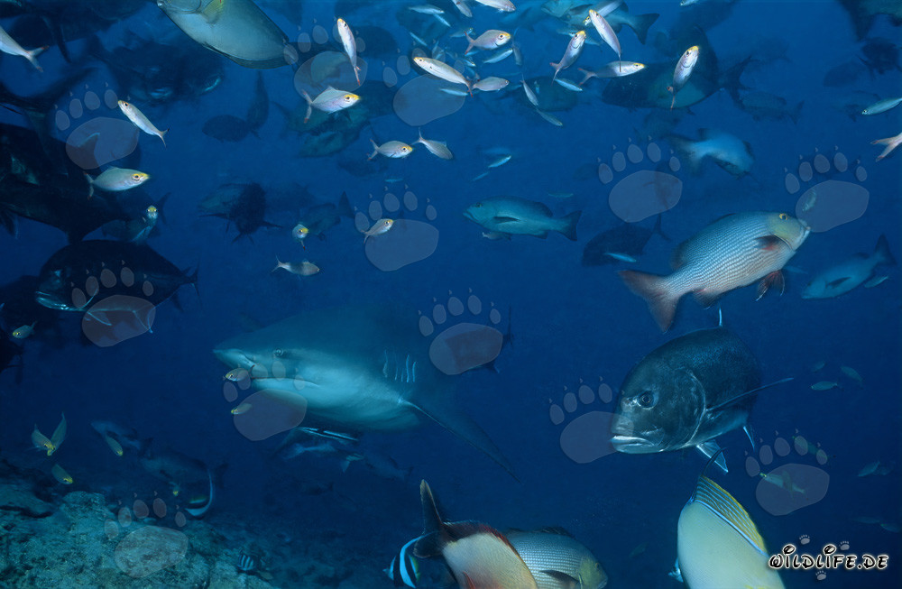 Bull shark surrounded by reef fishes
