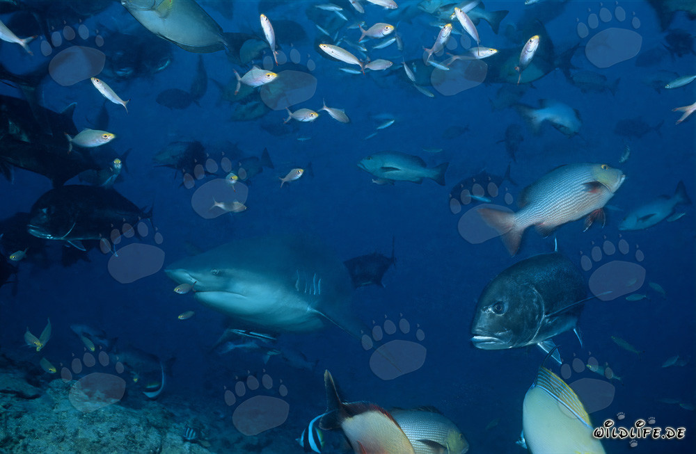 Tiburón toro en medio de peces de arrecife
