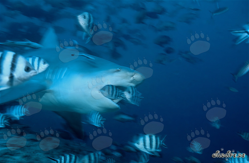 Requin taureau avec la gueule ouverte