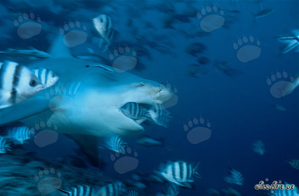 Tiburón toro con la boca abierta