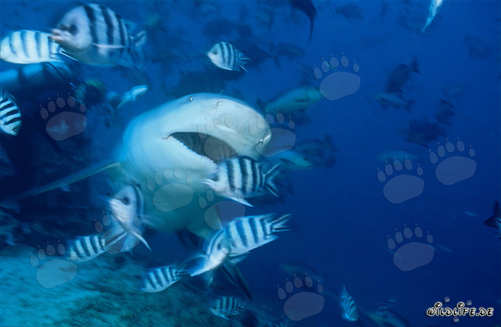 Majestic Bull Shark with Open Mouth