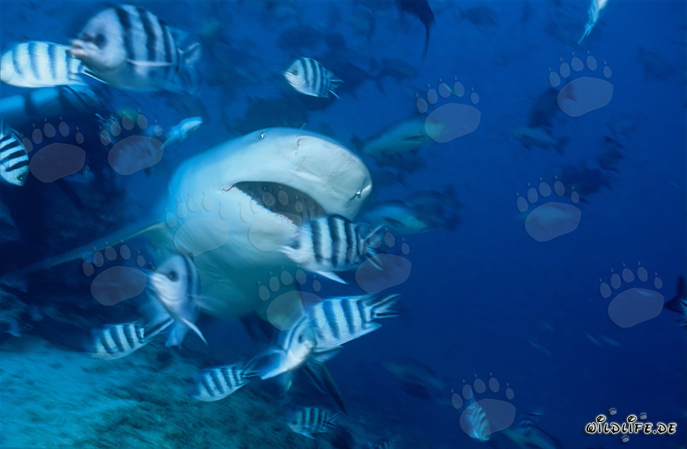 Requin taureau majestueux avec la gueule ouverte