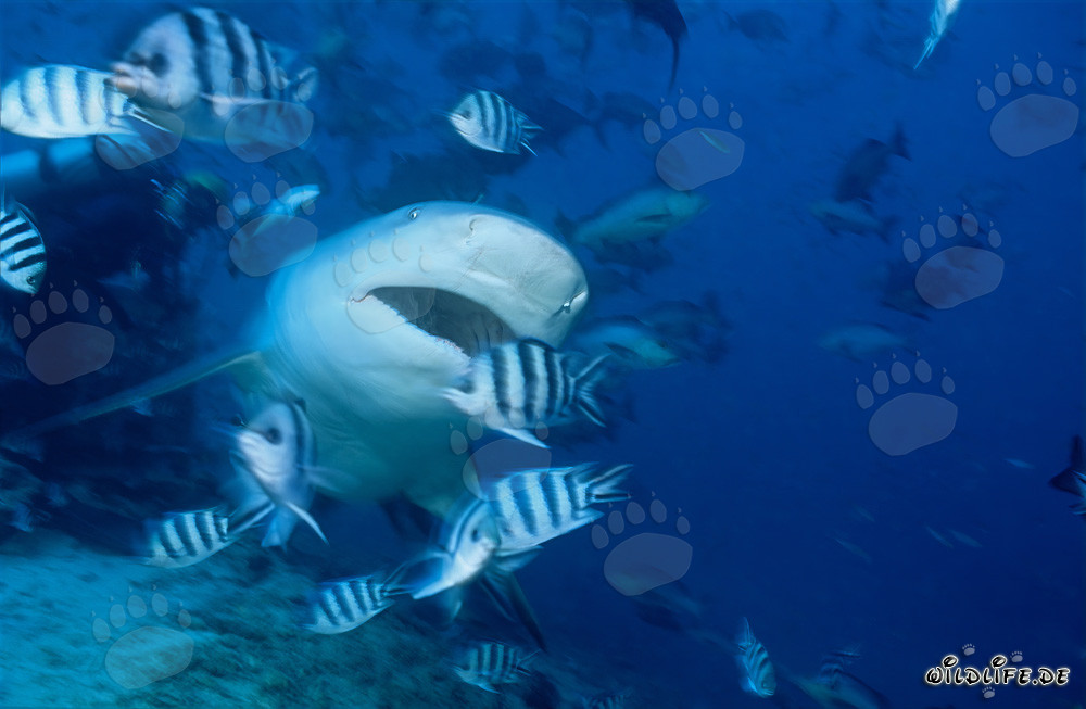 Tiburón toro majestuoso con la boca abierta