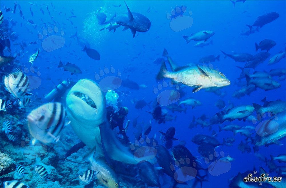 Impressive bull shark swimming majestically upwards