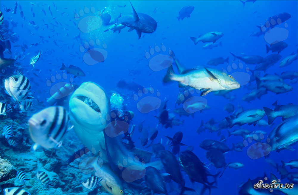Requin taureau imposant nage majestueusement vers le haut