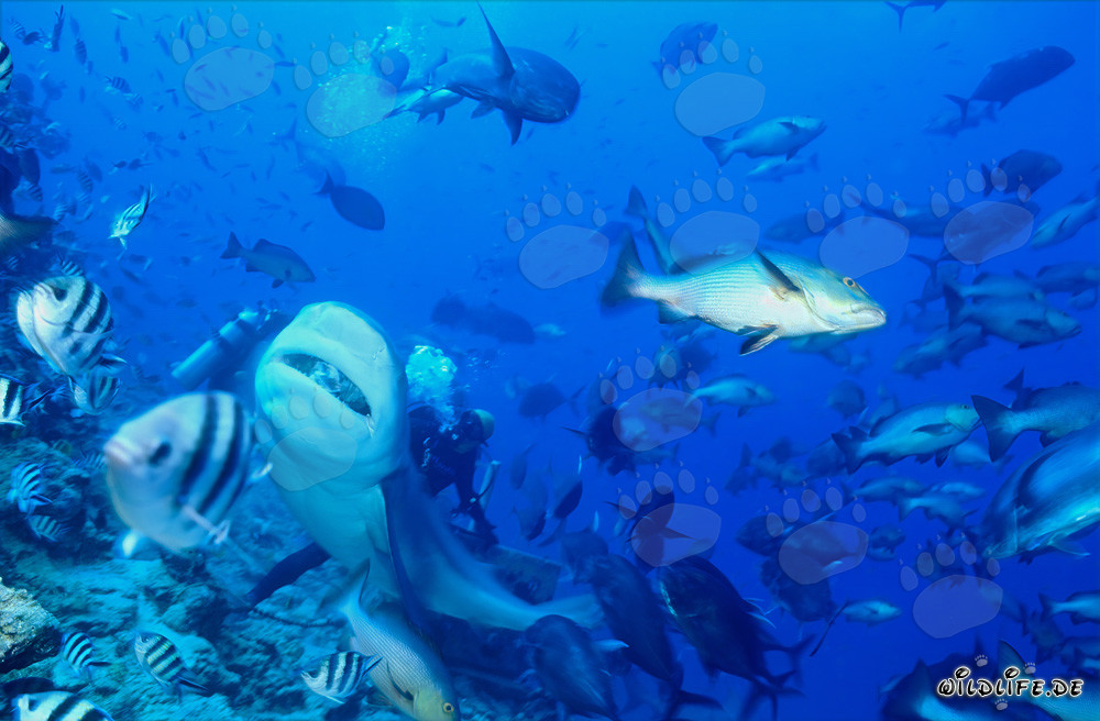 Impressionante squalo toro nuota maestosamente verso l'alto
