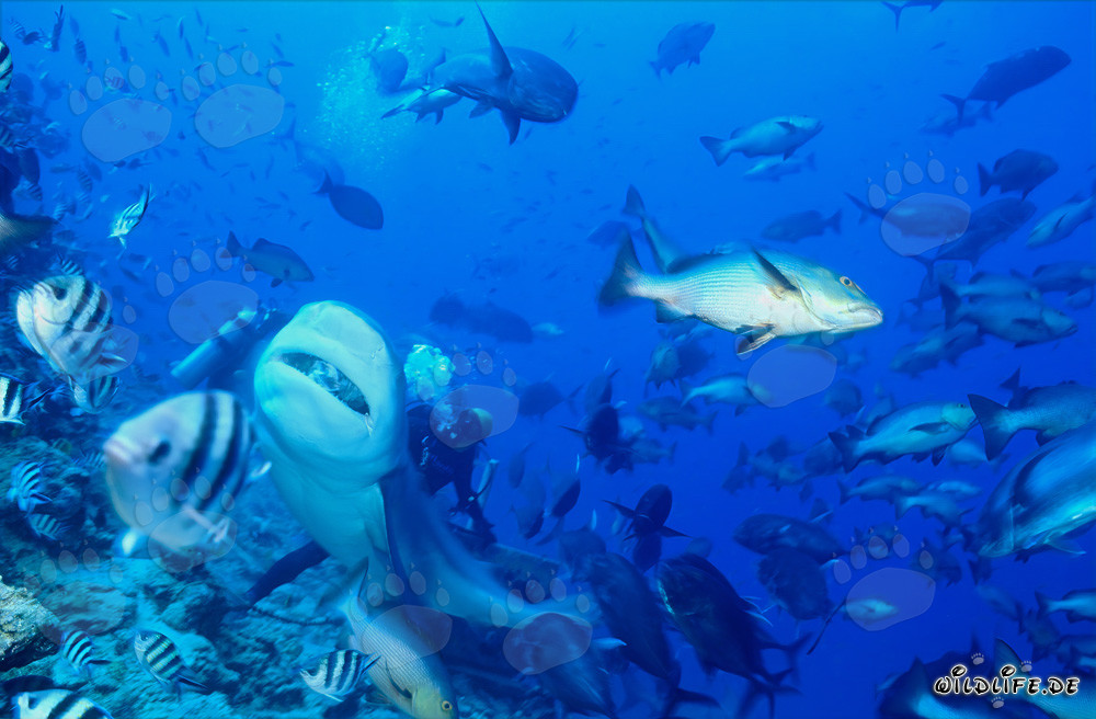 Impresionante tiburón toro nada majestuosamente hacia arriba
