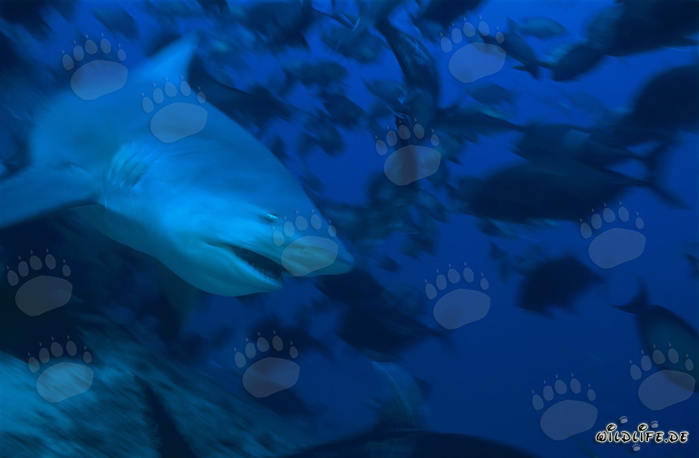 Squalo toro maestoso nelle acque di Fiji