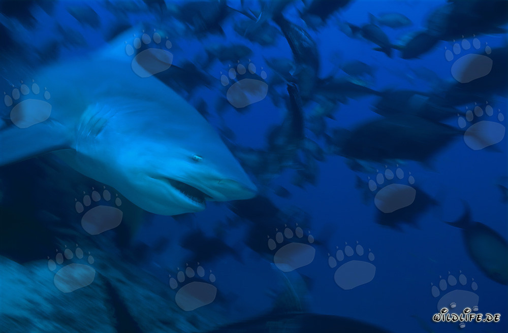 Majestic bull shark in the waters of Fiji