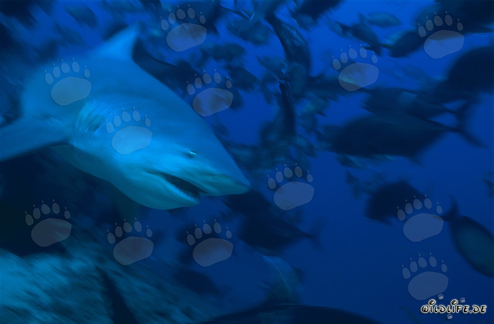Tiburón toro majestuoso en las aguas de Fiji