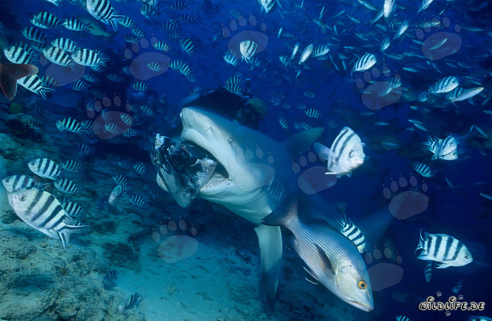 Majestic Bull Shark Snapping at the Fish Bait