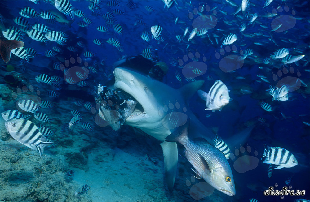 Tiburón toro majestuoso muerde el cebo para peces