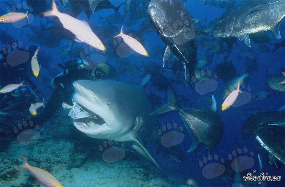 Monde sous-marin fascinant : Requin taureau, maquereaux à grosse tête et poissons coralliens