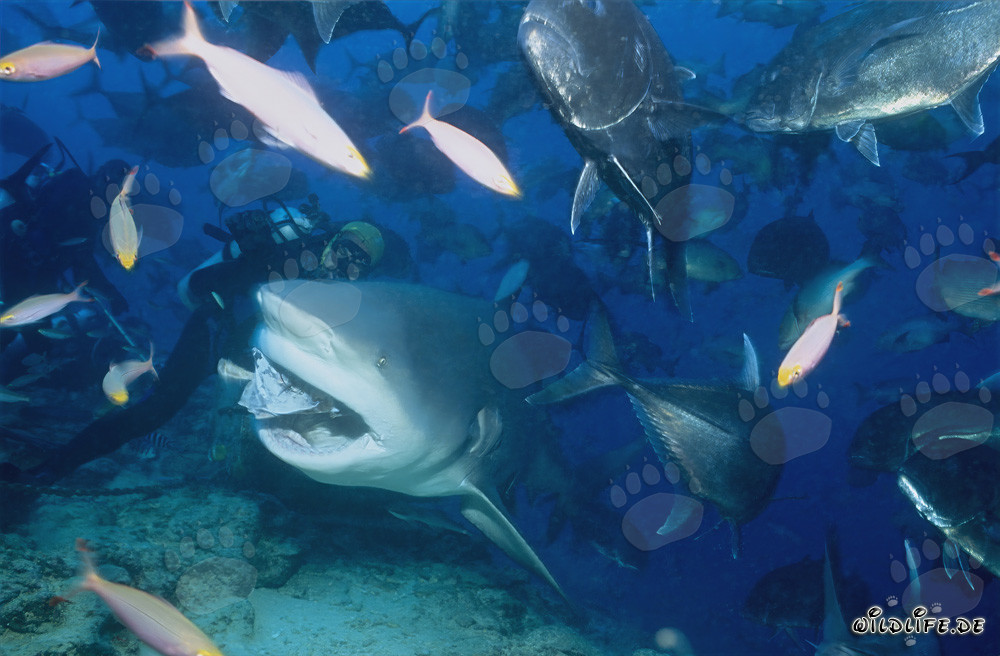 Affascinante mondo sottomarino: squalo toro, sgombri a testa grossa e pesci corallini