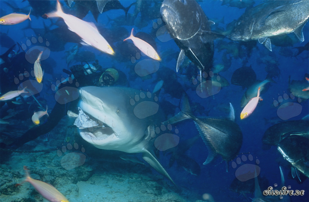 Mundo submarino fascinante: tiburón toro, caballas de cabeza grande y peces de coral