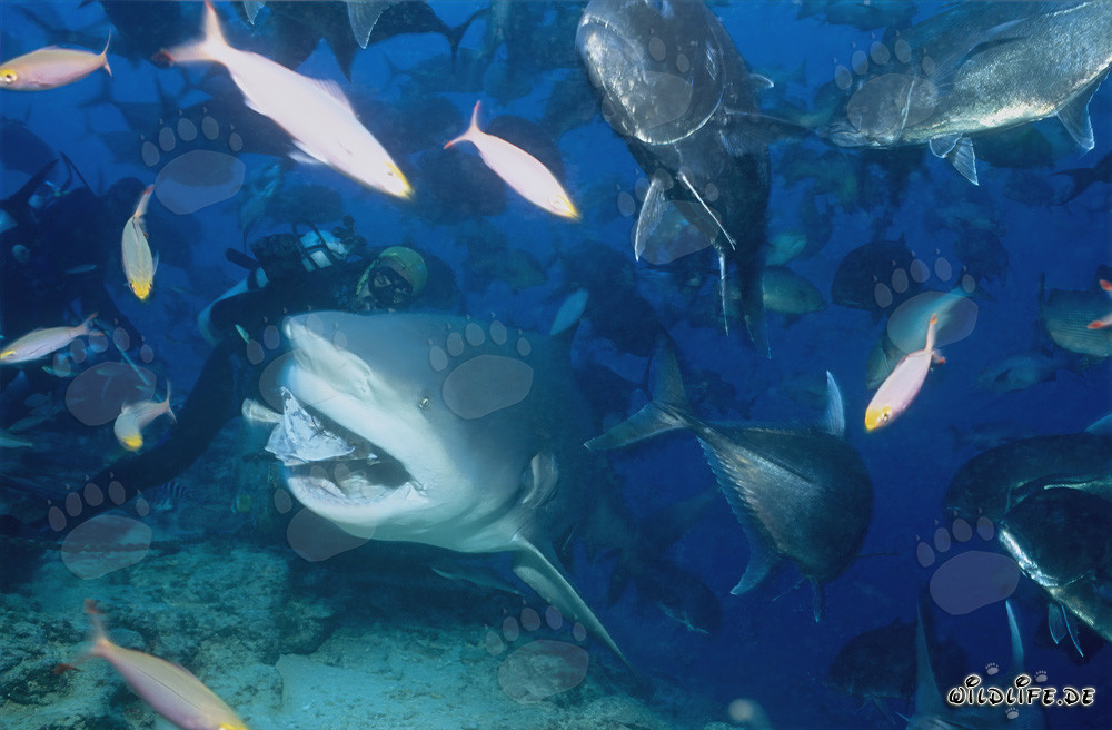 Fascinating Underwater World: Bull Shark, Giant Trevallys and Coral Fish