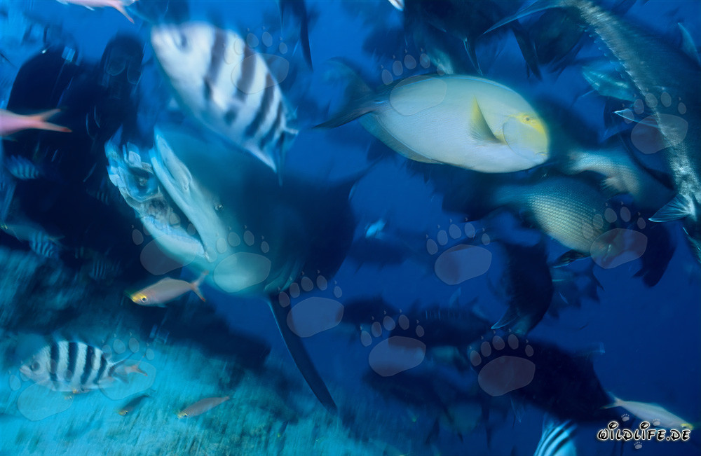 Bull Shark and diver in Beqa Lagoon, Fiji