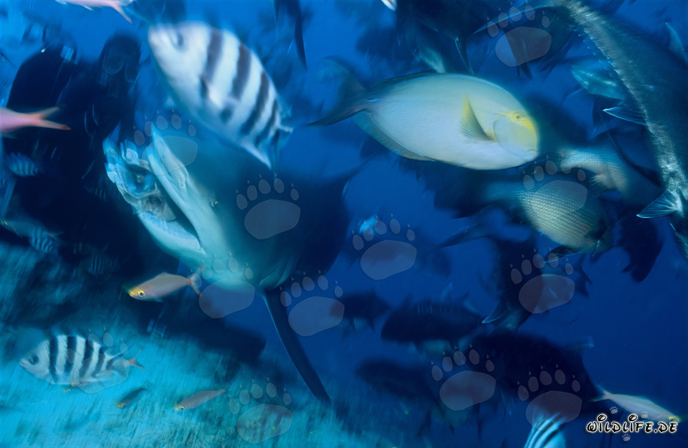 Bullenhai und Taucher in der Beqa Lagune, Fiji