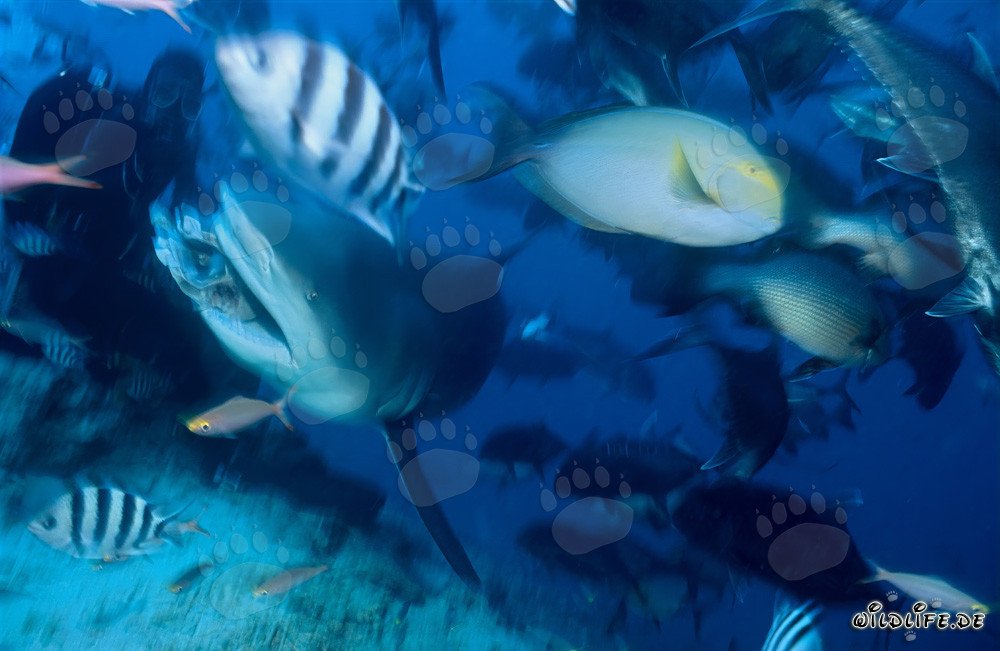 Squalo toro e subacqueo nella laguna di Beqa, Figi