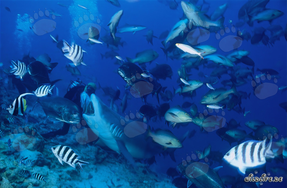 Bull Shark takes the fish bait