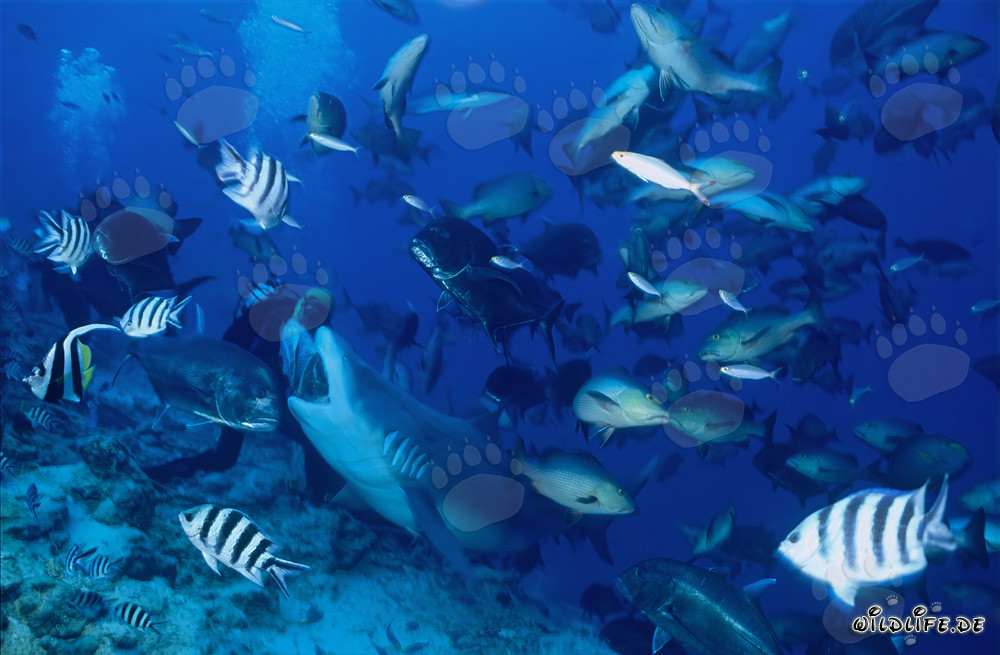 Bullenhai nimmt den Fischköder