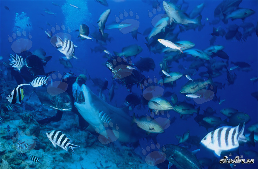 Requin taureau prend le leurre de poisson