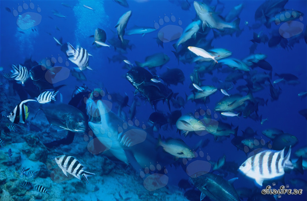Tiburón toro toma el cebo de pescado