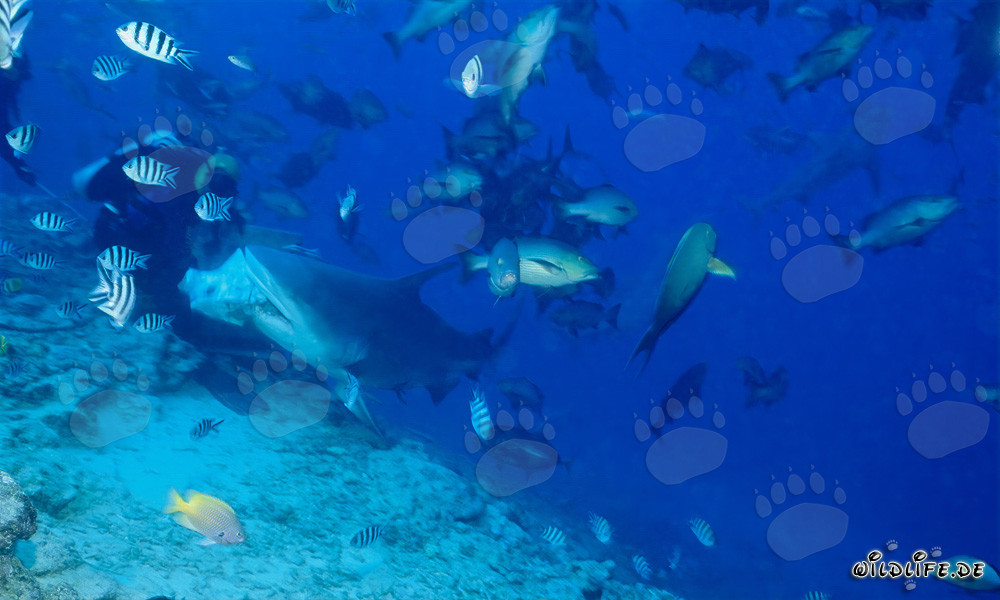 Bull shark bites into fish baits